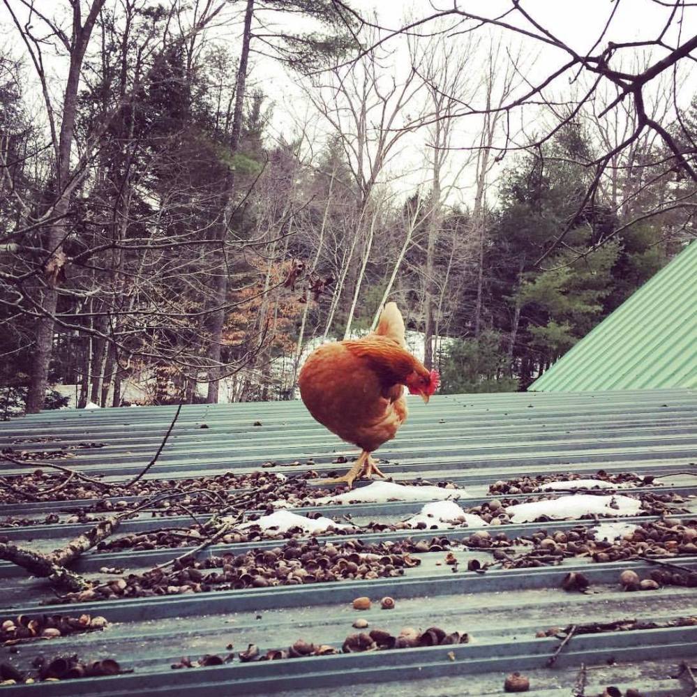 15732408_247470655682913_1217917382231753019_o