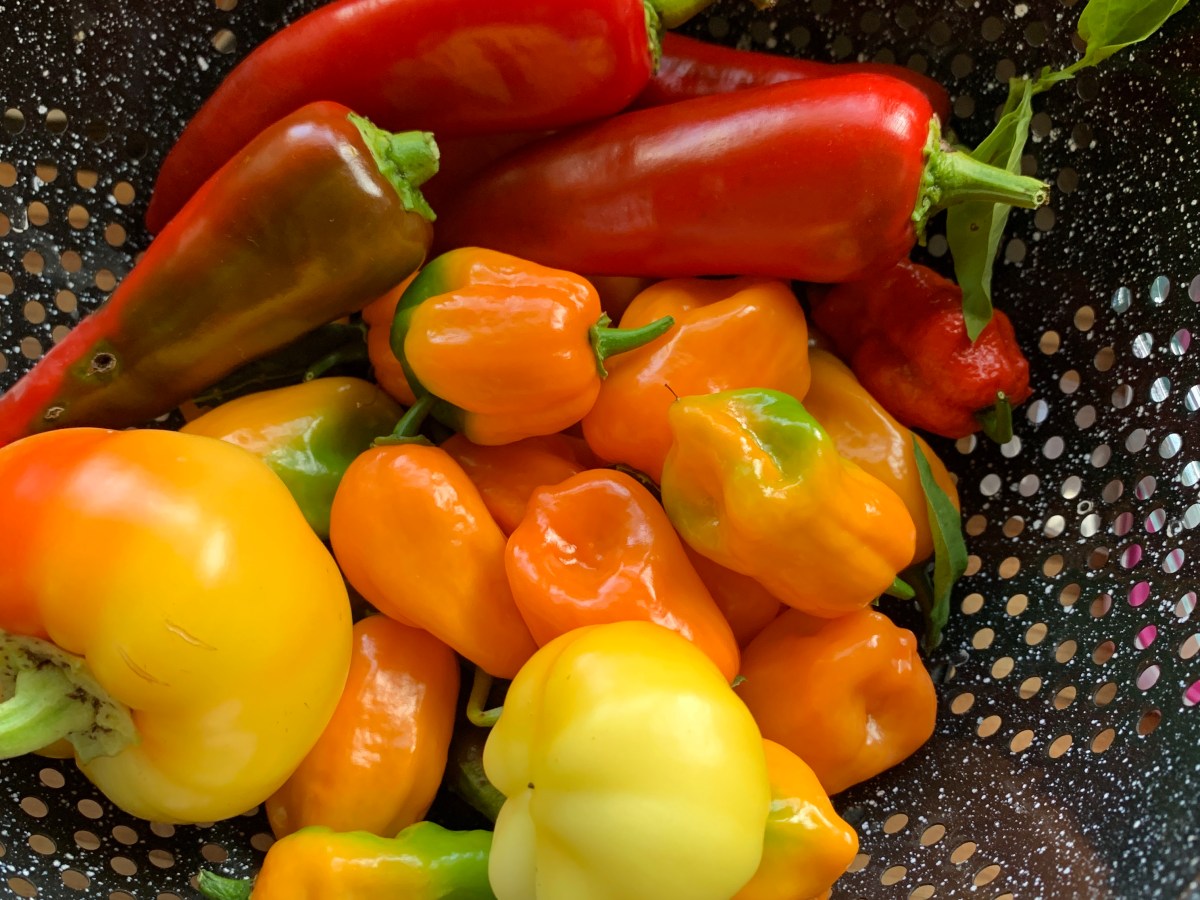 DBF’s Top 5 Grows: #5 HOT PEPPERS
